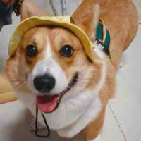 BoBo