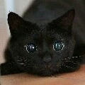 mèo Black