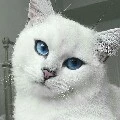 mèo John