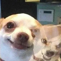 Con dog