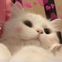 An An Meow