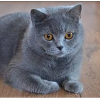 con/thằng tác giả