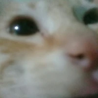 Tg mồm lèo