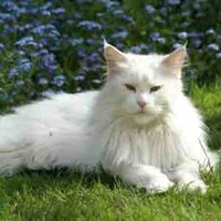 Cạp cạp*Duy dạng mèo*