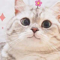 Alina nhạt nhẽo