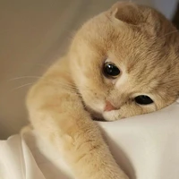 Lại là Honnie bay tới đêyy 🤓