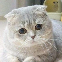 Meow