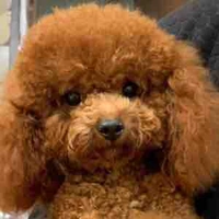 TkT/G(ko gay mà đu)