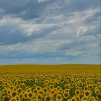 all- trừ một số ng