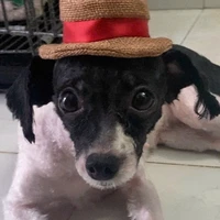 Lù kì(Tác Giả)