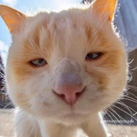 cô giáo