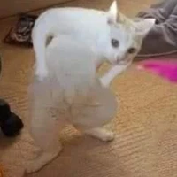 hệ thống mồn lèo 