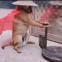 com chó hàng xóm
