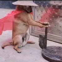 com chó hàng xóm