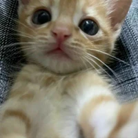 Meow của An