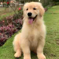 Doppy