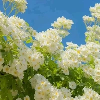 uyên/cx hiền/