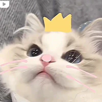 Naly (Mèo của Y/N)