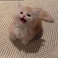 Mèo vô tri 