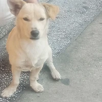 tg cute phô mai que