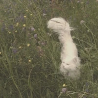 Kaichin (hệ thống)