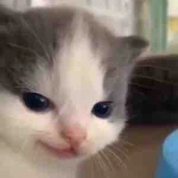 Tgiả bị xênhh
