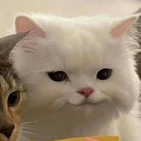 mụ tác giả là tui nek ,