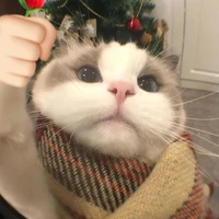 tác giả hay đi ngủ💤