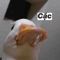 Hoa cuc lon