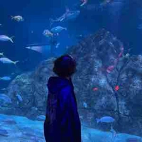 Diệp Hoàng Anh / Mây