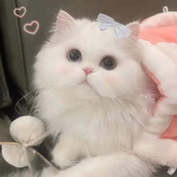 Lyly