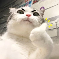 Hệ thống meow meow