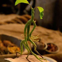 Garten[] Bowtruckle []