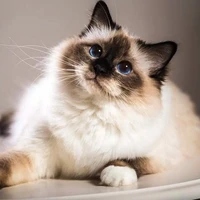 Paul