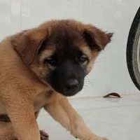 tác giả sộn lào
