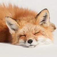 con tát giả là cáo