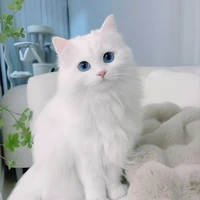 Hệ Thống 2211 - Haruka