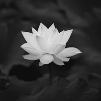 All
