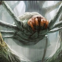 nhện độc cấp f