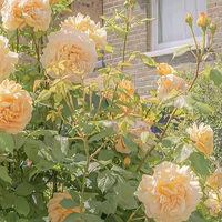 tác giả ngu lâu dốt bền