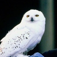 Hedwig