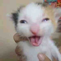 chủ tịt=)))))