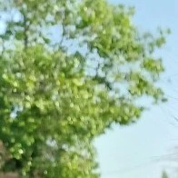 gia đình Việt