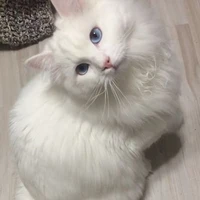 _ Saly Moon _ [Cat Ragdoll]