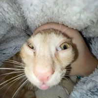 TÁC GIẢ😼