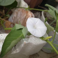 Molysa/ Tác Giả