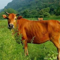 sữa bò cỏ