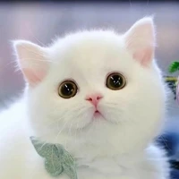 T/G