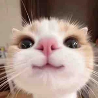 Người Việt gốc Cây-POP