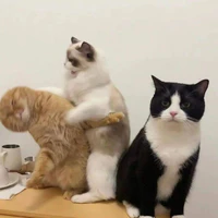 Mèo